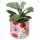 Vaso para plantas de Interior Pick of the Bunch Papoila S