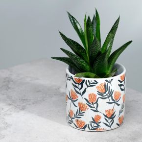 Vaso para plantas de interior Pick of the Bunch S